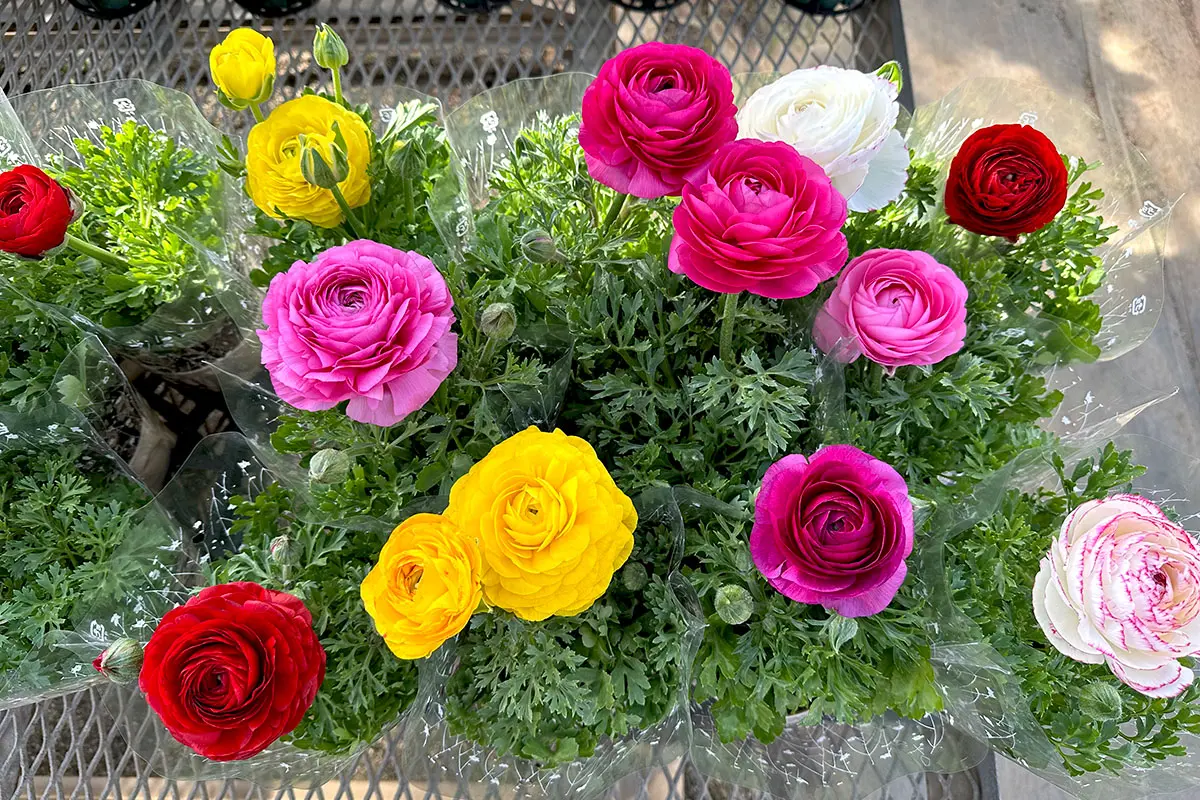 スプリンクルス4号鉢